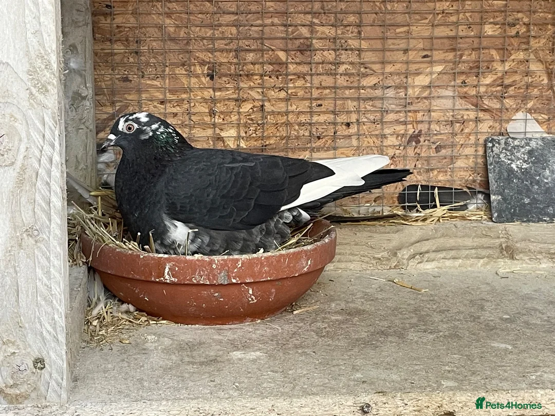 Mixed Breed birds for sale: Pigeon Pair for Rehoming  in Burntwood - Advert 3