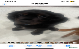 Cavapoo dogs for sale: 3cavapoo puppies  - Image 7