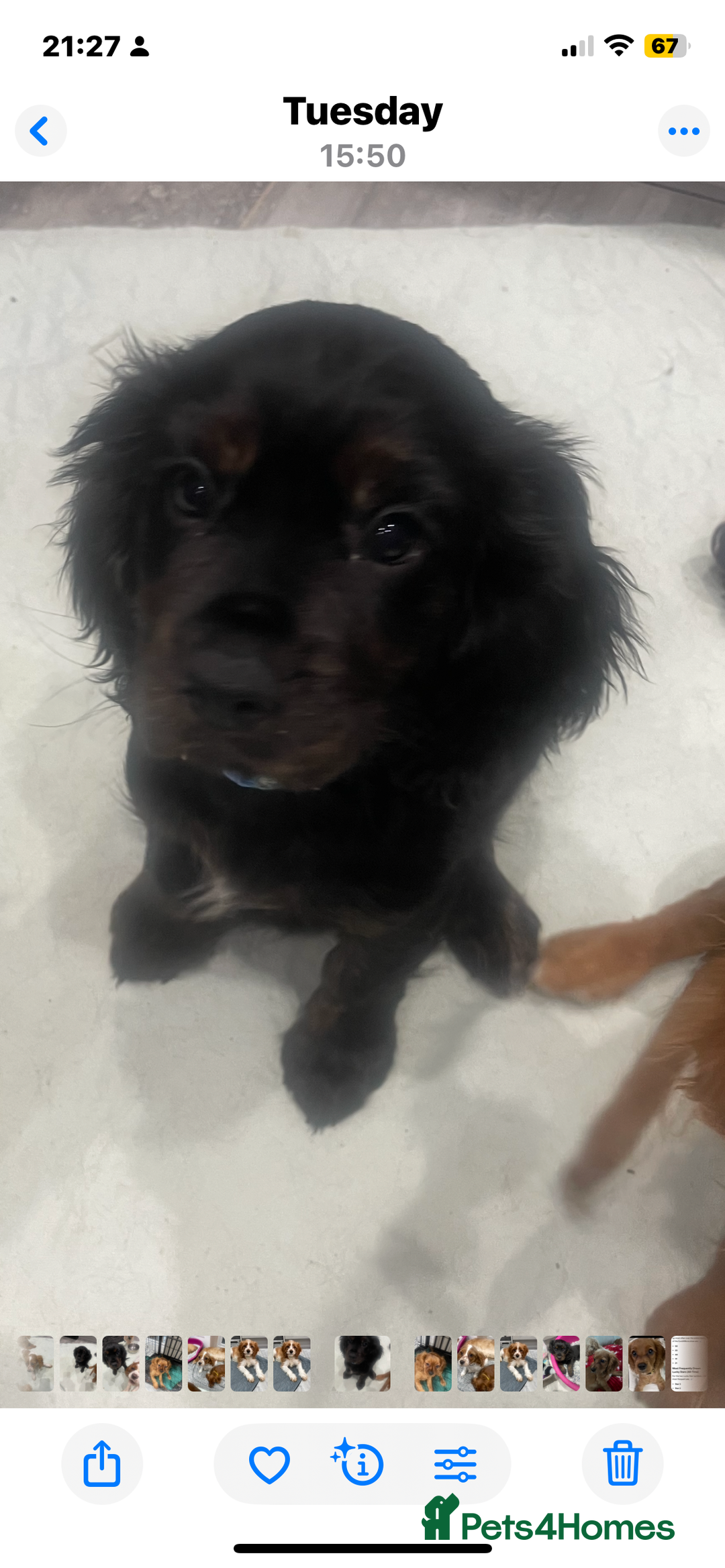 Cavapoo dogs for sale: 3cavapoo puppies  - Image 7