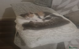 Mixed Breed cats for sale: 5 beautiful tabby kittens  - Image 7