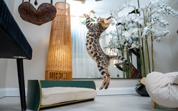 Bengal cats for sale: Top quality Bengal Girl- TICA reg.- AVAILABLE NOW - Advert 22