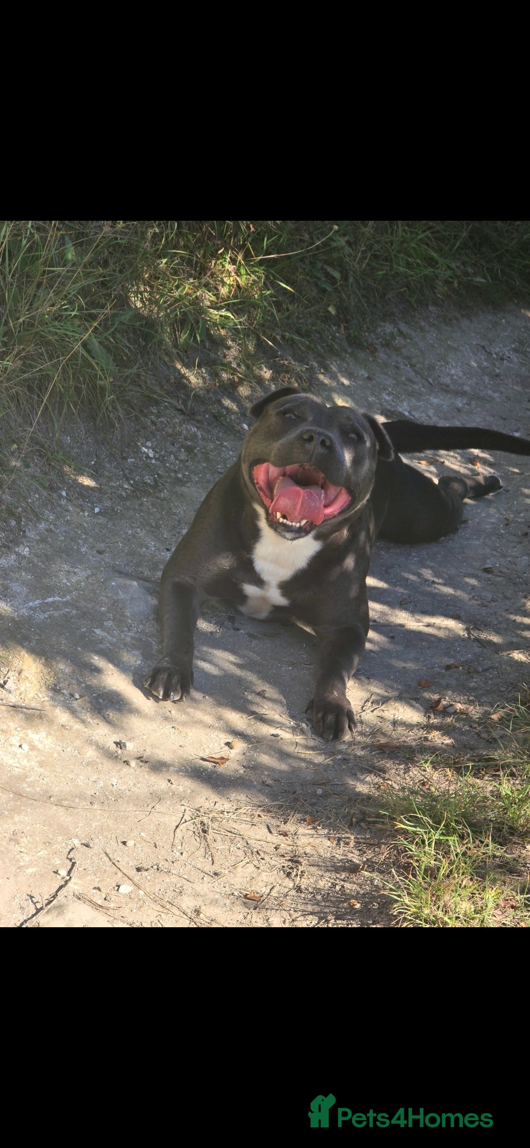 Staffordshire Bull Terrier dogs for sale: Staffordshire terrier puppies  - Advert 9