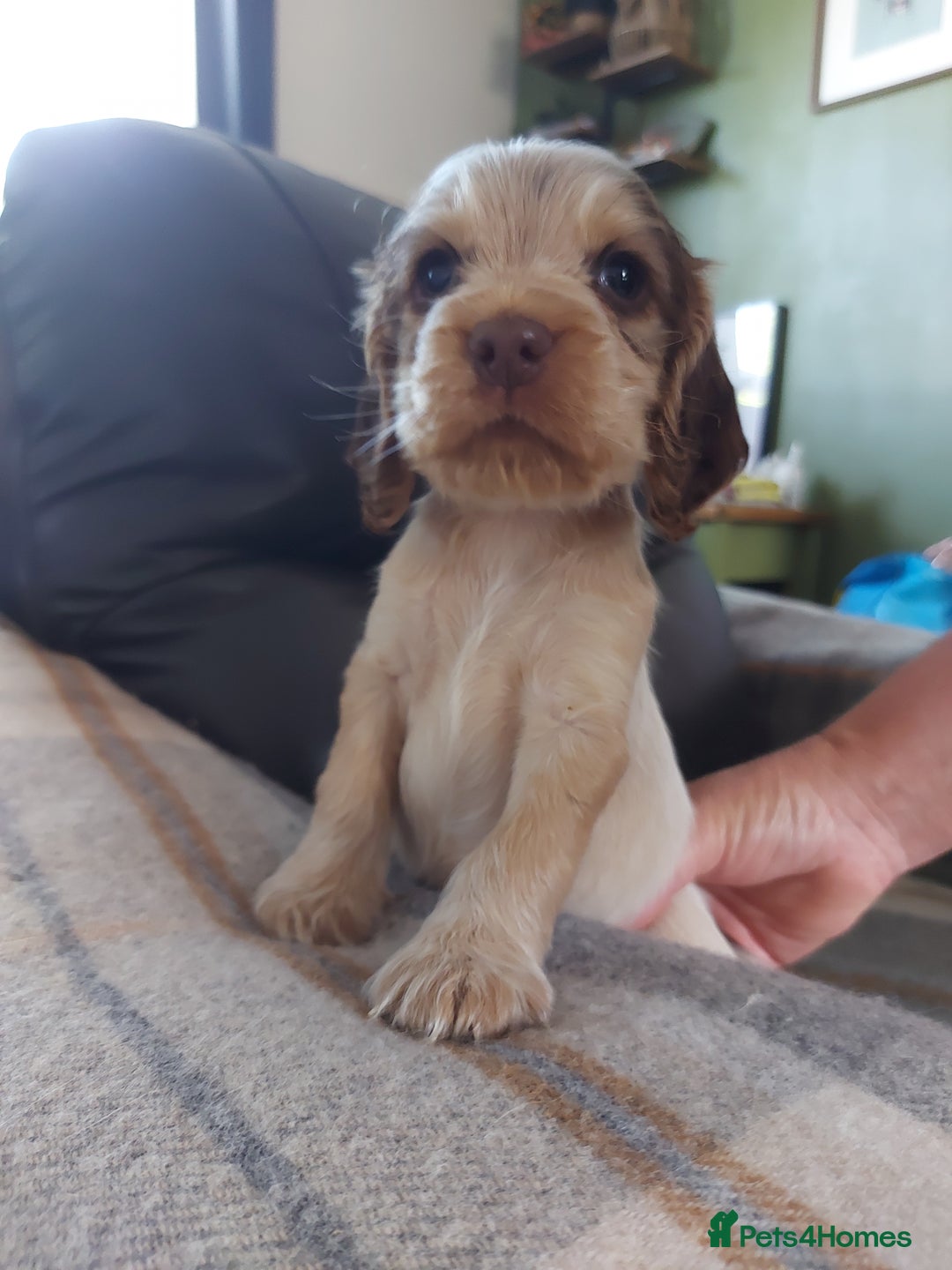 Cocker Spaniel dogs for sale: 8 beautiful kc reg show cocker puppy for sale - Image 10