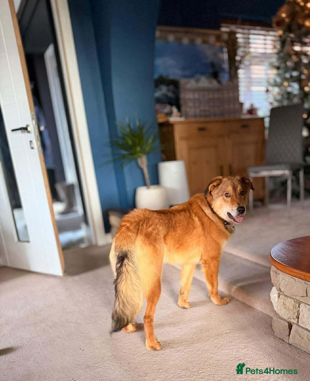 Mixed Breed dogs for adoption: Fox - Milton Keynes  - Advert 17