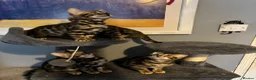 Bengal cats for sale: Pedigree Bengal Kittens  - Advert 6
