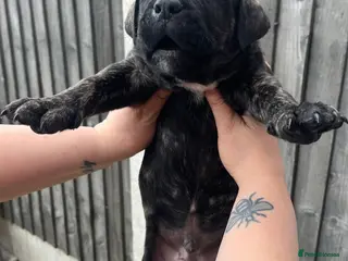 Mastiff dogs 9 beautiful mastiff puppies - Advert 2