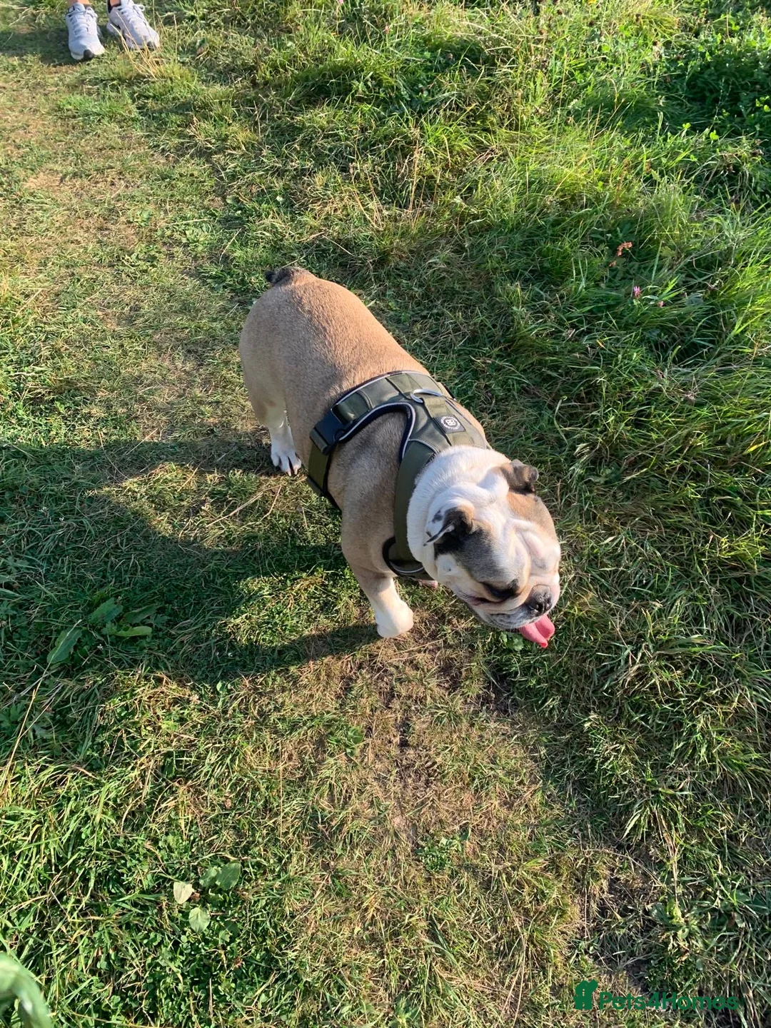 English Bulldog dogs for sale: Rehoming Rocco  - Advert 4