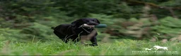 Labrador Retriever dogs for sale: Kc reg health tested Labrador pups  in Bideford - Advert 19