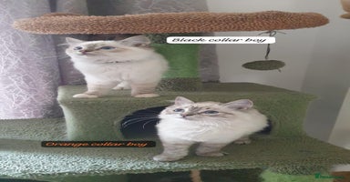 Ragdoll cats Beautiful GCCF Registered Lynx Ragdoll Kitten. - Advert 1