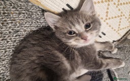 Mixed Breed cats for sale: Kittens ready to find homes - Image 2