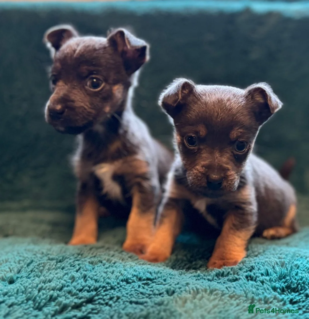 Jack Russell dogs for sale: Miniature much Wenlock puppies - Advert 20