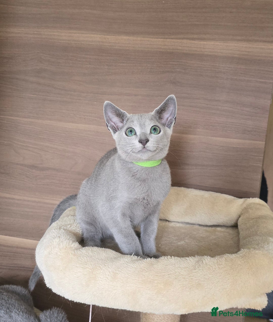 Russian Blue cats for sale: Russian Blue kittens Tica registered  - Image 5