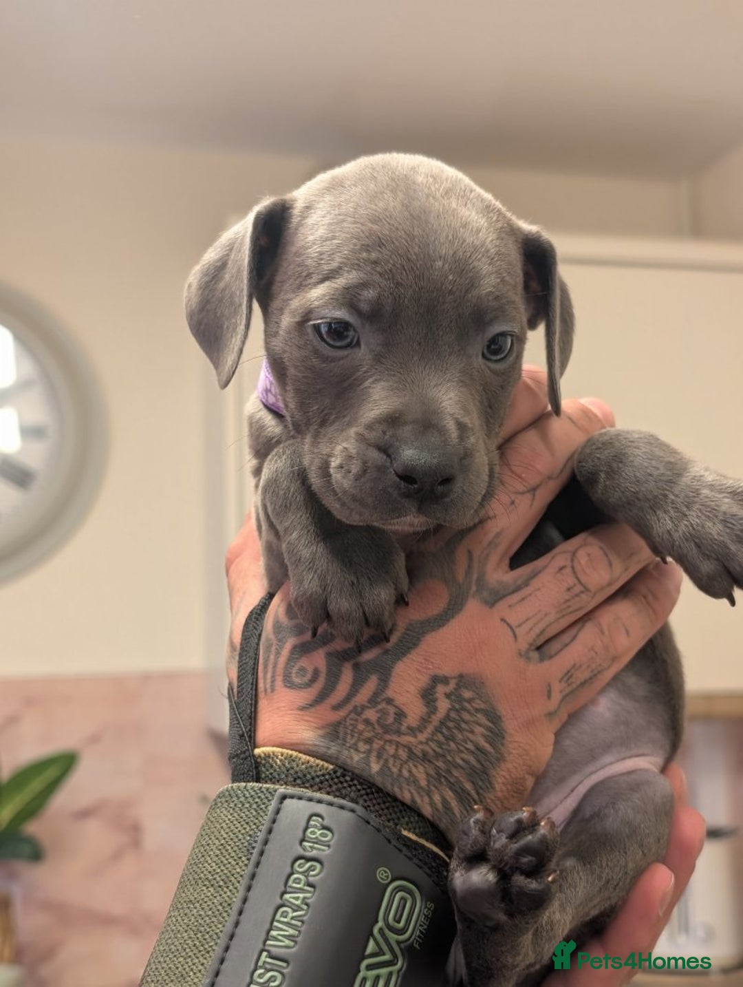 Staffordshire Bull Terrier dogs for sale: Playful Blue staffs Pups - Image 15