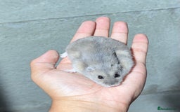 Hamster rodents for sale: OLDER STUNNING TAME PEDIGREE HAMSTERS - Image 6