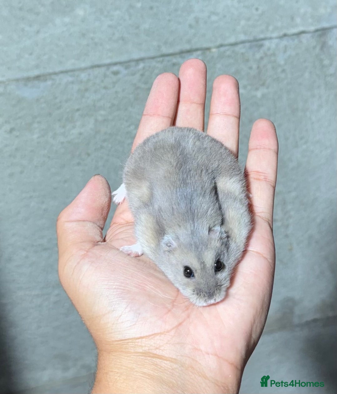 Hamster rodents for sale: OLDER STUNNING TAME PEDIGREE HAMSTERS - Image 6