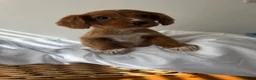 Cocker Spaniel dogs for sale: Beautiful working cocker spaniels  - Advert 3
