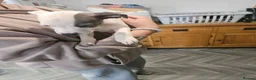 Mixed Breed dogs for sale: Whippet staffy puppies 4boys 4 girls  - Advert 8