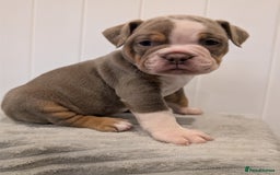 Old Tyme Bulldog dogs for sale: Kyro & Lyla Litter Old Tyme Old English Bullgdog - Image 27