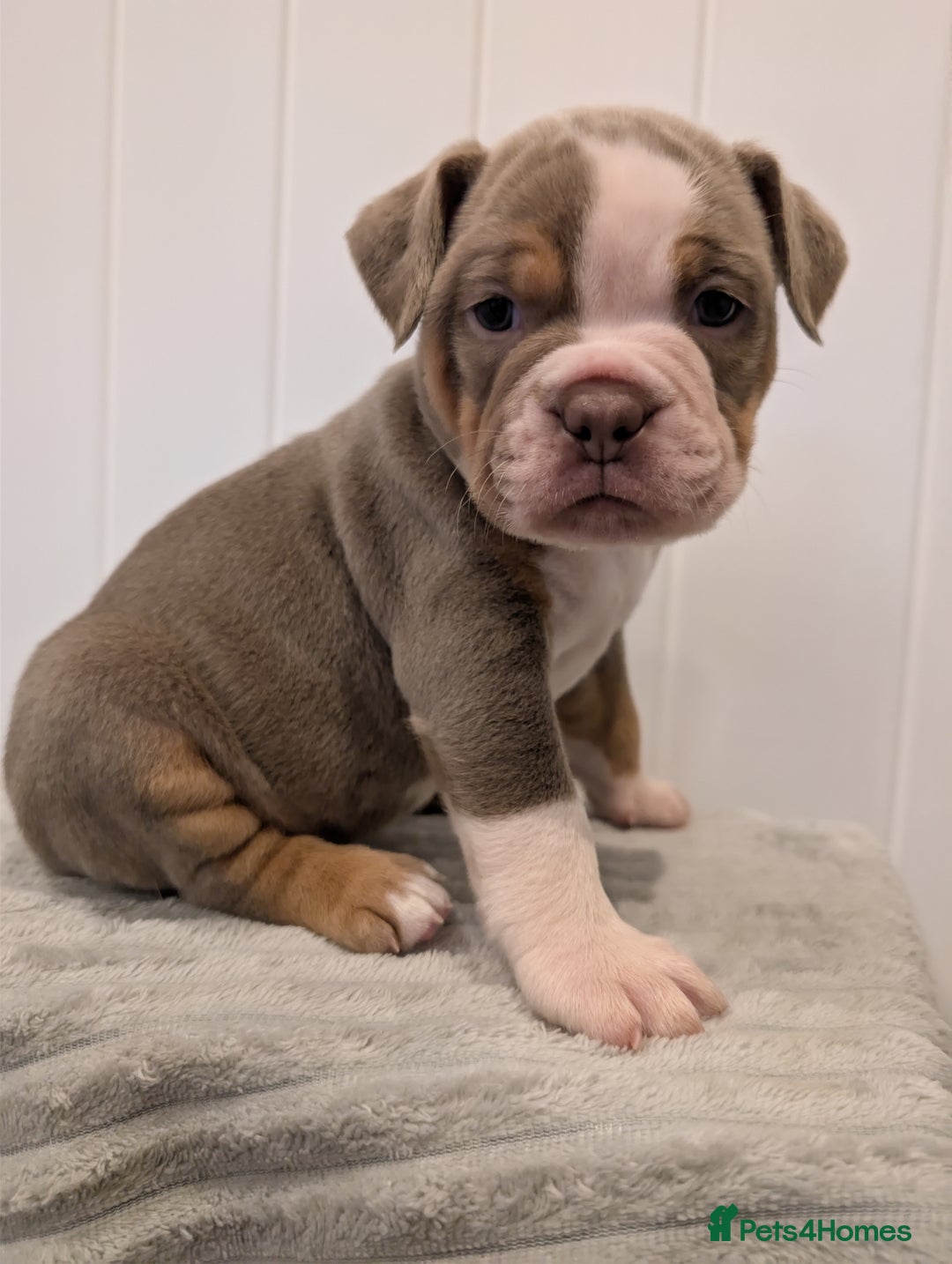 Old Tyme Bulldog dogs for sale: Kyro & Lyla Litter Old Tyme Old English Bullgdog - Image 27