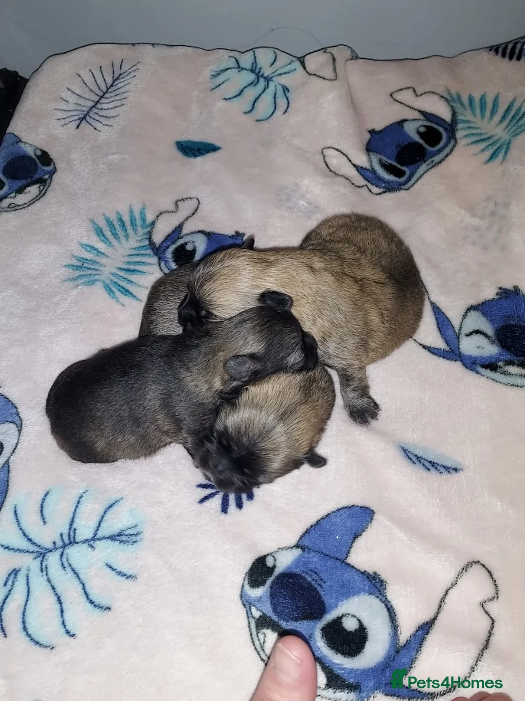 Pomchi dogs for sale: Three Beautiful Pomchi Puppies in Aylesbury - Advert 6