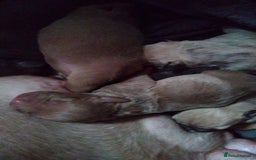 Mixed Breed dogs for sale: 4 beautiful pocket bully/mixed - Image 28
