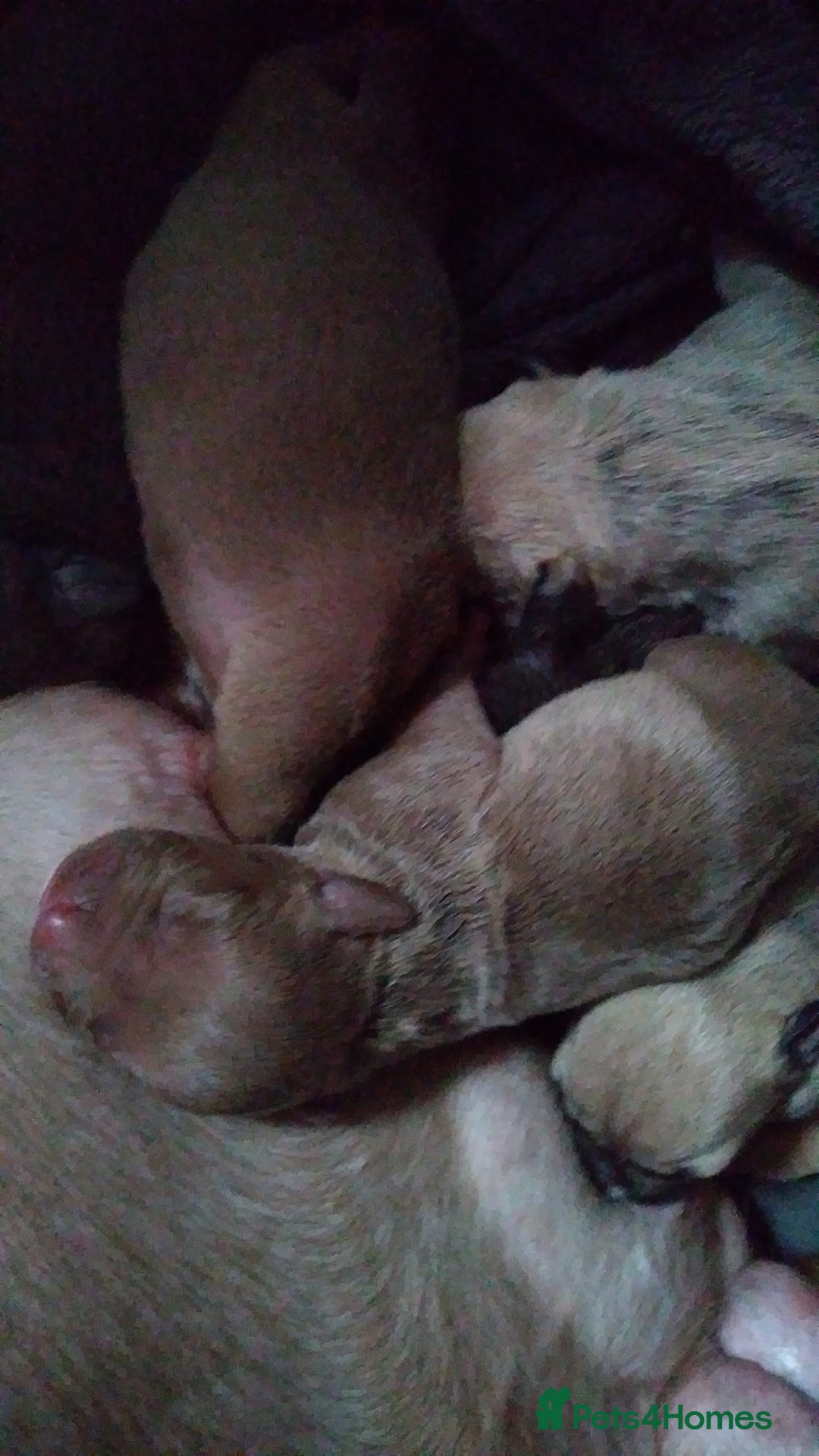 Mixed Breed dogs for sale: 4 beautiful pocket bully/mixed - Image 28