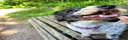 Mixed Breed dogs for adoption: Gorgeous Sam Looking For His Forever Home  in Fareham - Advert 4