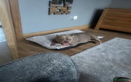 Mixed Breed dogs for sale: Female American pocket bully - Image 5