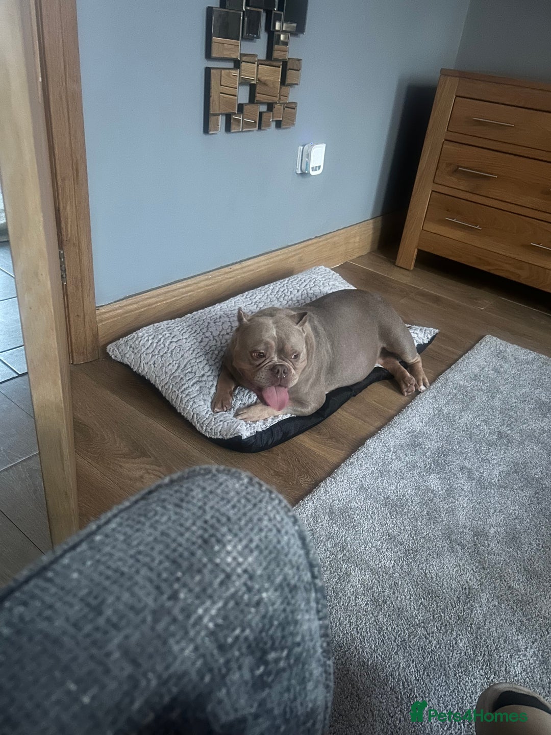 Mixed Breed dogs for sale: Female American pocket bully - Image 5