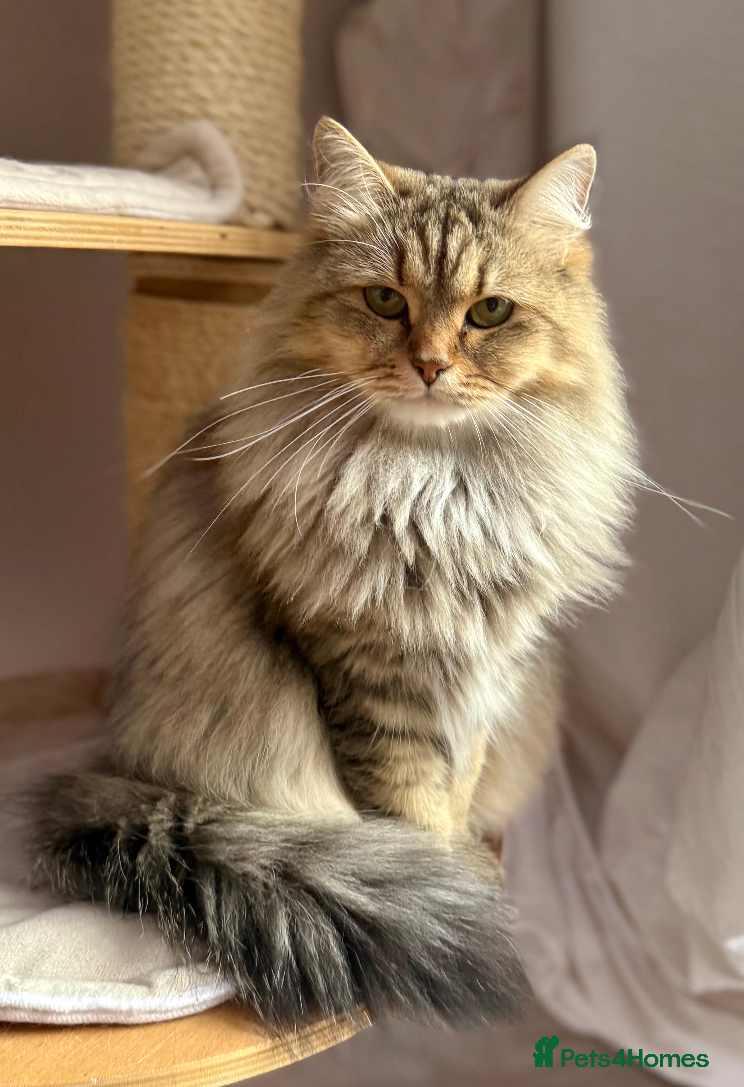 Siberian cats Looking for a loving New Home - Advert 1