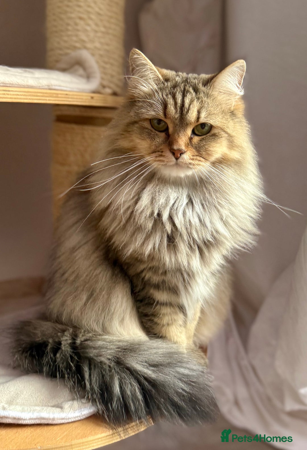 Siberian cats for sale: Looking for a loving New Home - Advert 1