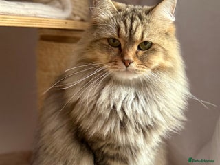 Siberian cats Looking for a loving New Home - Advert 1