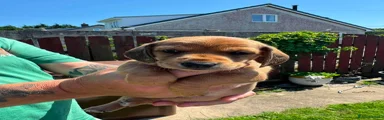 Dachshund 4