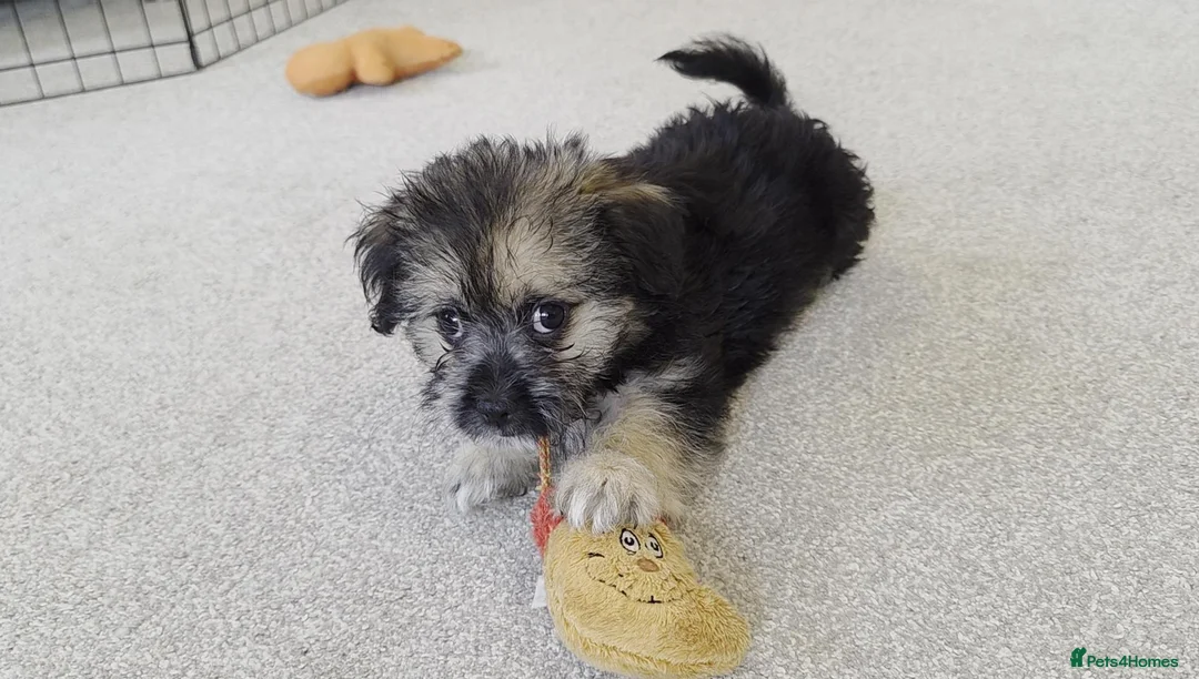 Mixed Breed dogs for sale: Beautiful Shorkie-Poo / Pom-Poo Puppies - Advert 2