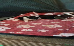 Shih Tzu dogs for sale: Beautiful male full shihzue puppies needing homes - Image 2