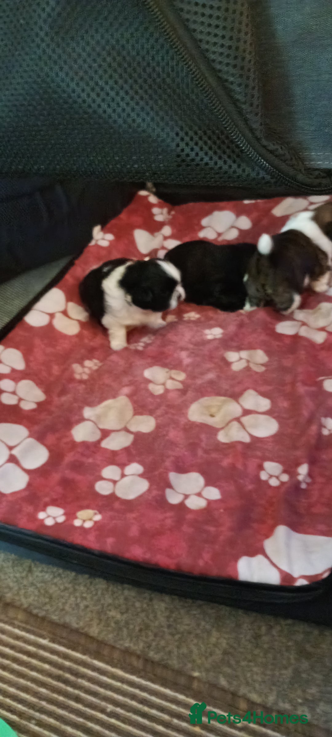 Shih Tzu dogs for sale: Beautiful male full shihzue puppies needing homes - Image 2
