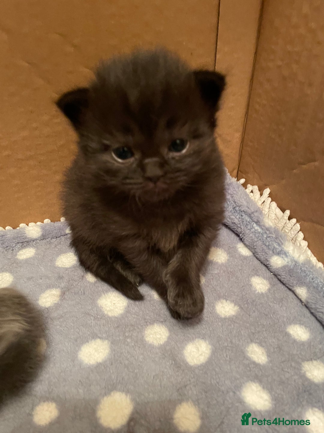 Ragdoll cats for sale: Beautiful Ragdoll kittens rare blue colour - Advert 5