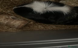 Guinea Pig rodents for sale: Two male boars  - Image 17