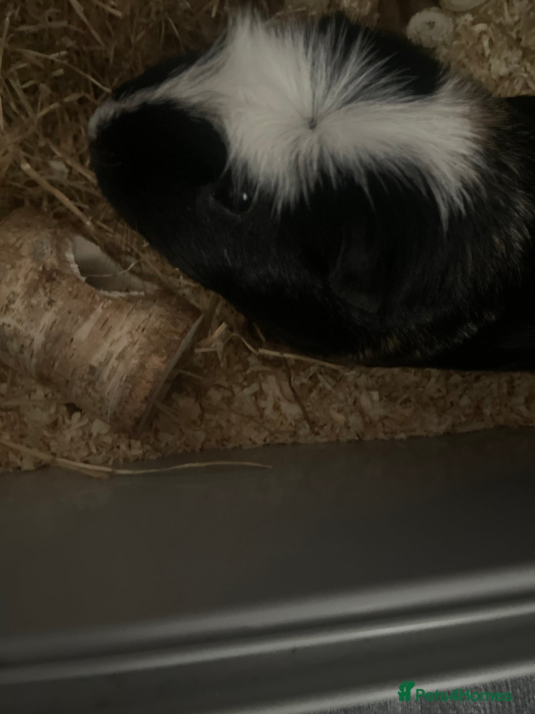 Guinea Pig rodents for sale: Two male boars  - Image 17