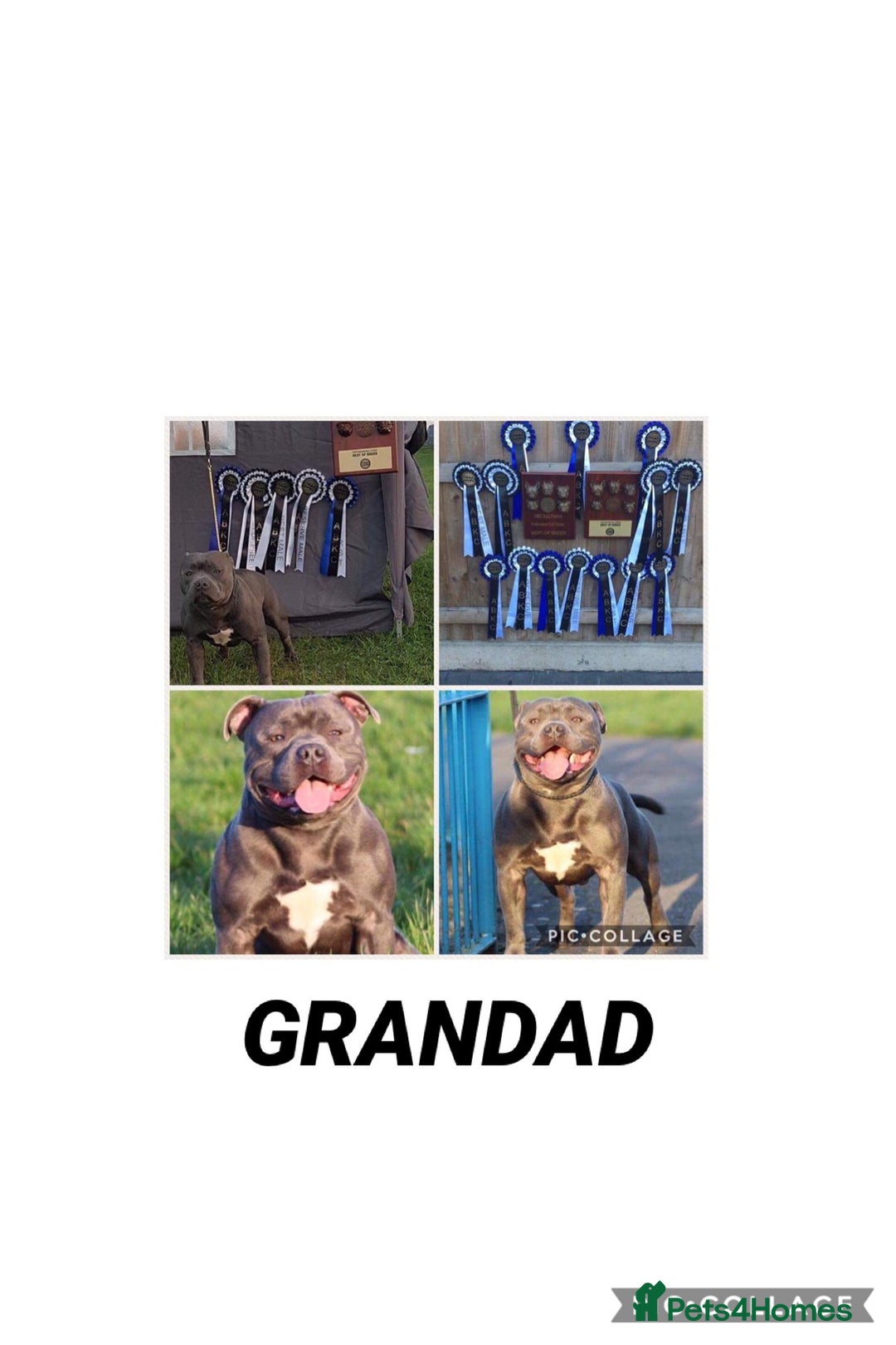 Staffordshire Bull Terrier dogs for sale: Staffordshire bull terrier pups. - Advert 6