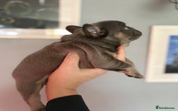 French Bulldog dogs for sale: Chunky French bulldog puppies  - Image 16