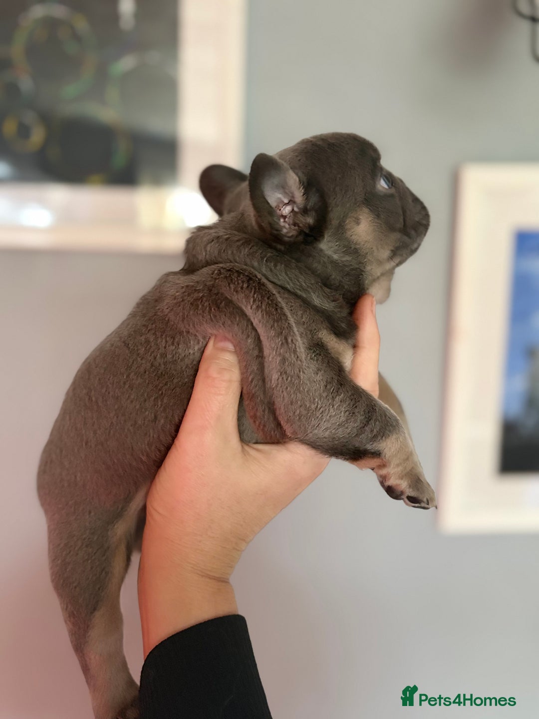 French Bulldog dogs for sale: Chunky French bulldog puppies  - Image 16