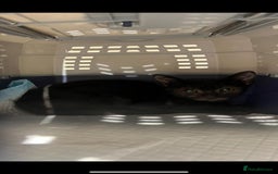 Bombay cats for sale: Little Oreo is looking for a loving home - Image 4