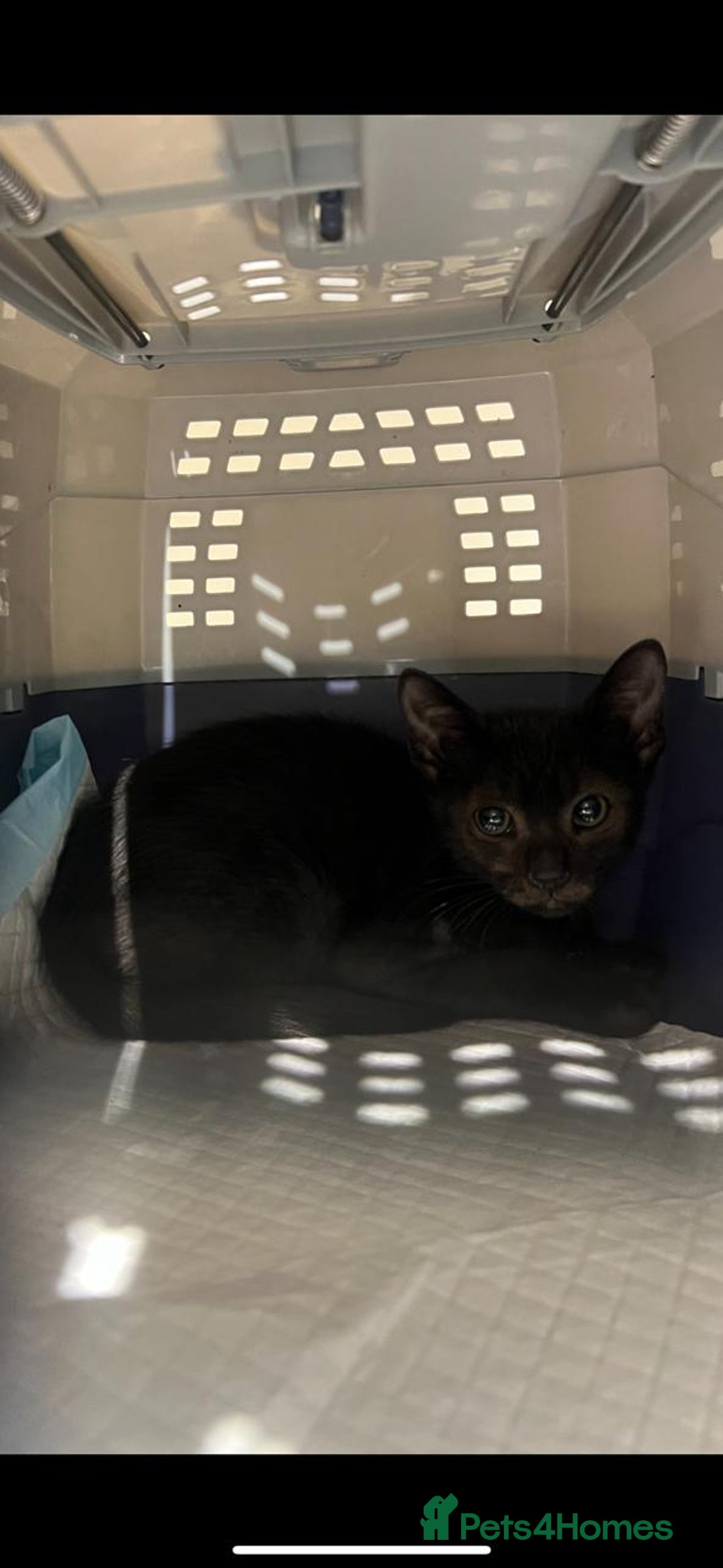 Bombay cats for sale: Little Oreo is looking for a loving home - Image 4