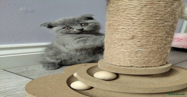 Scottish Fold cats - Advert 10