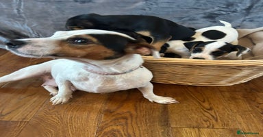 Jack Russell dogs - Advert 3