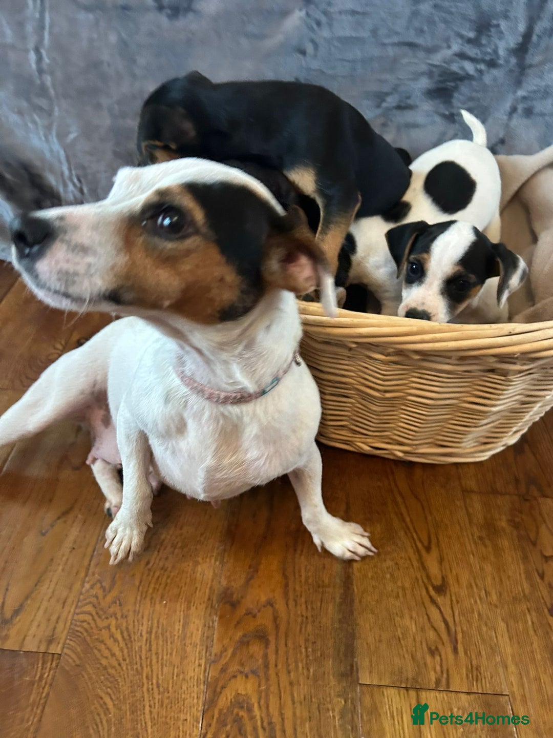 Jack Russell dogs for sale:  Jack Russell Terrier Puppies - Image 6