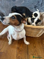 Jack Russell dogs - Advert 8