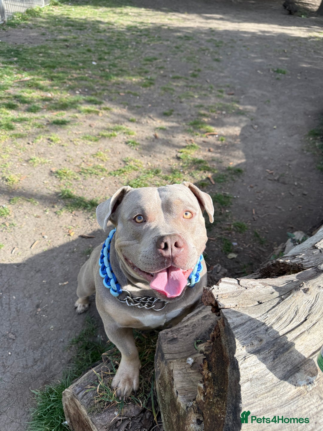 American Bully dogs for sale: Pocket Bully - Advert 5