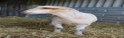 Goats livestock for sale: 6‑Month‑old Wether Goats for Sale - Advert 6
